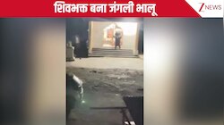 आप भी देख लीजिए शिव भक्त जंगली भालू को... मंदिर में पहुंचकर किए दर्शन, फिर दो पैरों पर खड़े होकर बजाई घंटी, VIDEO हुआ वायरल