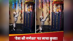 गणपति के सामने हाथ जोड़कर नाचता रहा, गणेश चतुर्थी पर वायरल हुआ इस कुत्ते का Video
