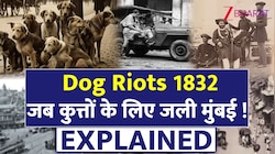 कैसे भड़का "डॉग दंगा"? जब आस्था बन गई बगावत की वजह; जान लीजिए वो पूरी कहानी