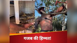 मुर्गी के बाड़े में बैठा था खूंखार अजगर, शख्स ने नंगे हाथों से पकड़कर निकाला फिर...