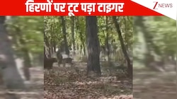 दबे पांव पहुंचा टाइगर और हिरणों के झुंड पर किया हमला, सामने आया टूरिस्ट जोन का VIDEO