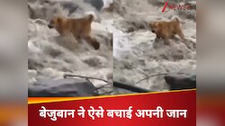 मनाली की उफनती नदी में फंसा बेजुबान जानवर, जिंदा रहने के लिए की ऐसी जंग, देखें Video