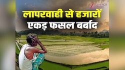 झज्जर के छुड़ानी गांव में हजारों एकड़ धान की फसल डूबी