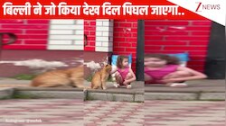 स्ट्रीट कैट को देख पास जाकर सहलाने लगी बच्ची, बदले में बिल्ली ने जो किया देख चेहरे पर मुस्कान आ जाएगी!