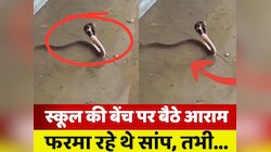 VIDEO: स्कूल में पढ़ने आए थे ये सांप? मास्टर साहब को देखते ही पानी में भागे