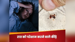 रात को सोते वक्त मच्छरों ही नहीं, इन कीड़ों से भी है आपको खतरा, ऐसे करें बचाव