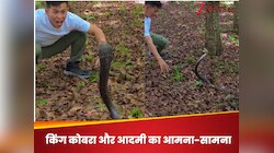 Snake Video: सिर घुमाया तो कभी जोर से पकड़ा, शख्स ने किंग कोबरा का जीना किया हराम
