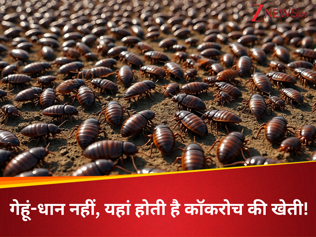 Cockroach Ruling World China Cockroach Farming place in the world millions of cockroaches are ...