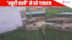 गजराज भी डर के मारे कांप गए.... हाथियों के कुनबे के सामने स्कूटी लेकर आ धमकी लड़की, फिर जो हुआ देख हंसी छूट जाएगी