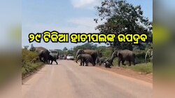 Odisha News:  ୨୯ ଟିକିଆ ହାତୀପଲଙ୍କ ଉପଦ୍ରବ, ଘର ଭାଙ୍ଗିବା ସହ ନଷ୍ଟ କଲେ ବ୍ୟାପକ ଧାନ ଫସଲ