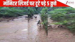 WWE भी आज फेल हो गई...मॉनिटर लिजर्ड पर एक साथ टूट पड़े 5 कुत्ते, जबड़े से पकड़कर किया ऐसा वार कि कांप उठे लोग