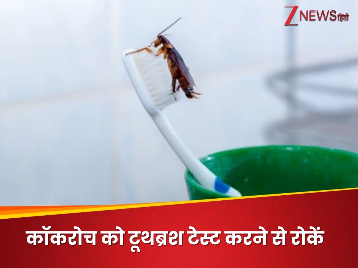 Cockroach Toothbrush What Cockroach Tastes Toothbrush Cost Your Health Disease Safety Tips ...