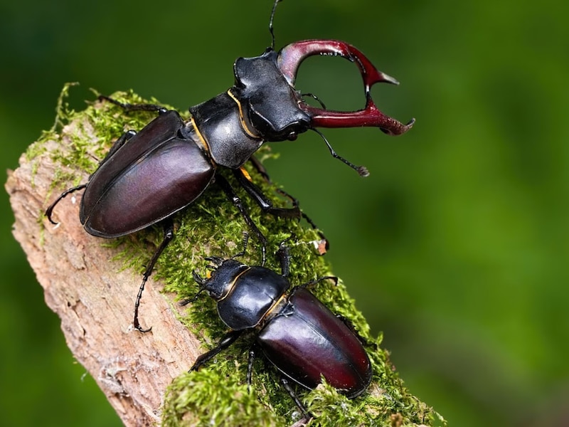 stag beetle most expensive insect | दुनिया का सबसे महंगा कीड़ा | stag ...