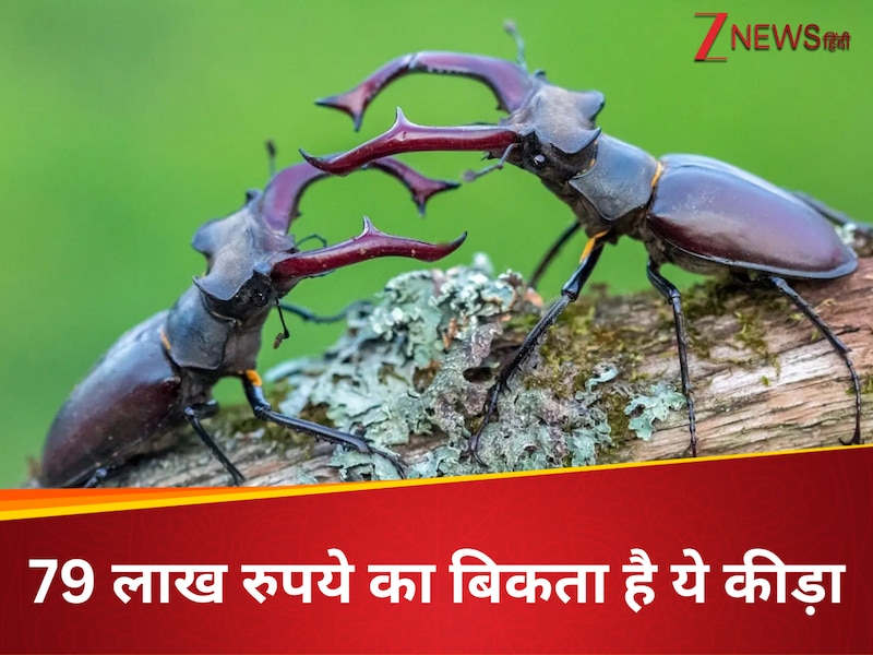 stag beetle most expensive insect | दुनिया का सबसे महंगा कीड़ा | stag ...