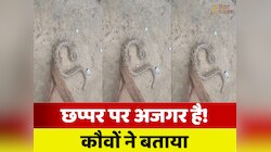कांव-कांव कर रहे थे कौवे, महिला देखने पहुंची तो वहां अजगर लटका हुआ था, फिर क्या हुआ?