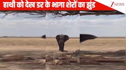 जंगल के राजा की हवा निकल गई...पेड़ की छांव में मस्त सोए पड़ा था शेरों का झुंड, दबे पांव आया हाथी जो हुआ देख हंसी छूट जाएगी