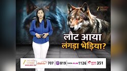 Wildlife Alert in UP: बिजनौर के 'आतंक' का अंत हो गया! फिर लौट आया है लंगड़ा भेड़िया? देखिए ये रिपोर्ट 