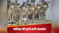 परिवार के बिना नहीं रहते ये 5 जीव, जानिए कौन सी बातें उन्हें लाती हैं करीब