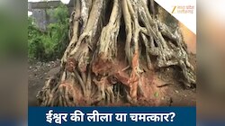 नवरात्रि के पहले दिन दिखा चमत्कार! हरदा के इस पेड़ पर उभरी देवी-देवताओं की आकृतियां