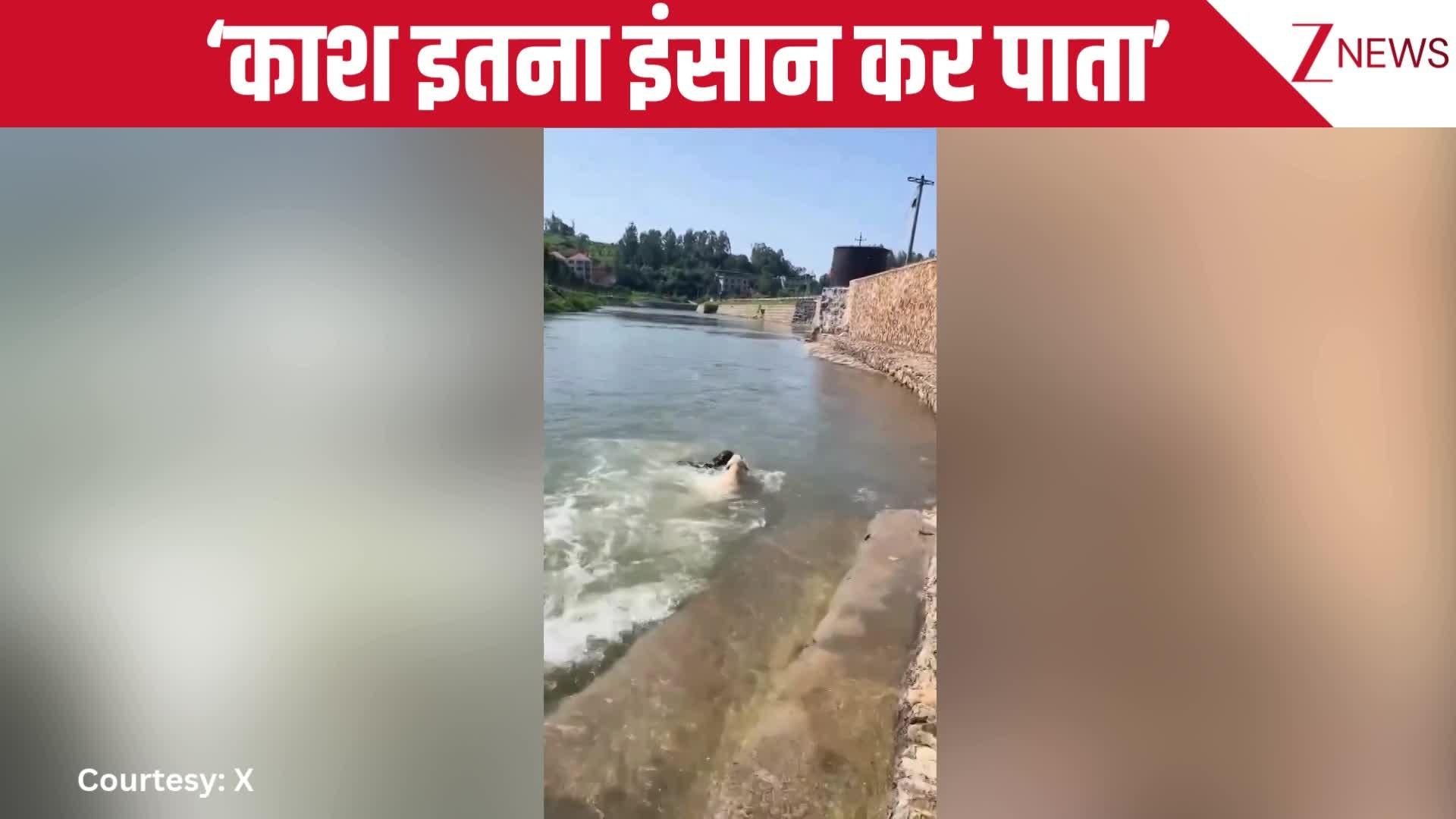 dog swept away in water another dog came to help adorable video viral ...