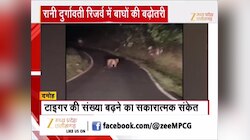 अचानक सड़क पर आया टाइगर, रुक गए सारे वाहन, Video में देखिए शानदार नजारा