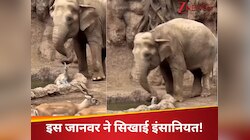 बेबस होकर डूबते हिरण को देखते रहे साथी, तभी फरिश्ता बनकर पहुंचा ये जानवर