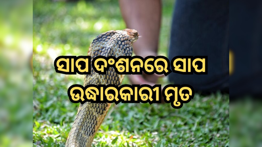 Balangir: ସାପ ଦଂଶନରେ ଜୀବନ ହରାଇଲେ ସାପ ଉଦ୍ଧାରକାରୀ