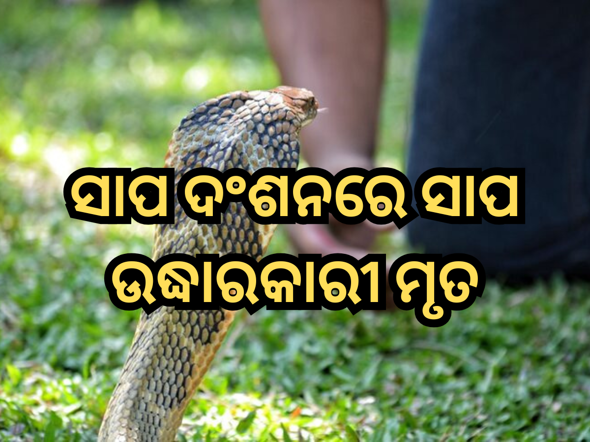 Balangir: ସାପ ଦଂଶନରେ ଜୀବନ ହରାଇଲେ ସାପ ଉଦ୍ଧାରକାରୀ Balangir: ସାପ ଦଂଶନରେ ଜୀବନ ହରାଇଲେ ସାପ ଉଦ୍ଧାରକାରୀ