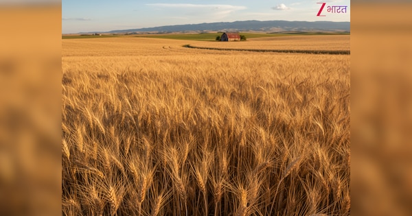 दुनिया के इन देशों में खाया जाता है सबसे ज्यादा गेंहूं, जानें भारत की क्या है रैंक?