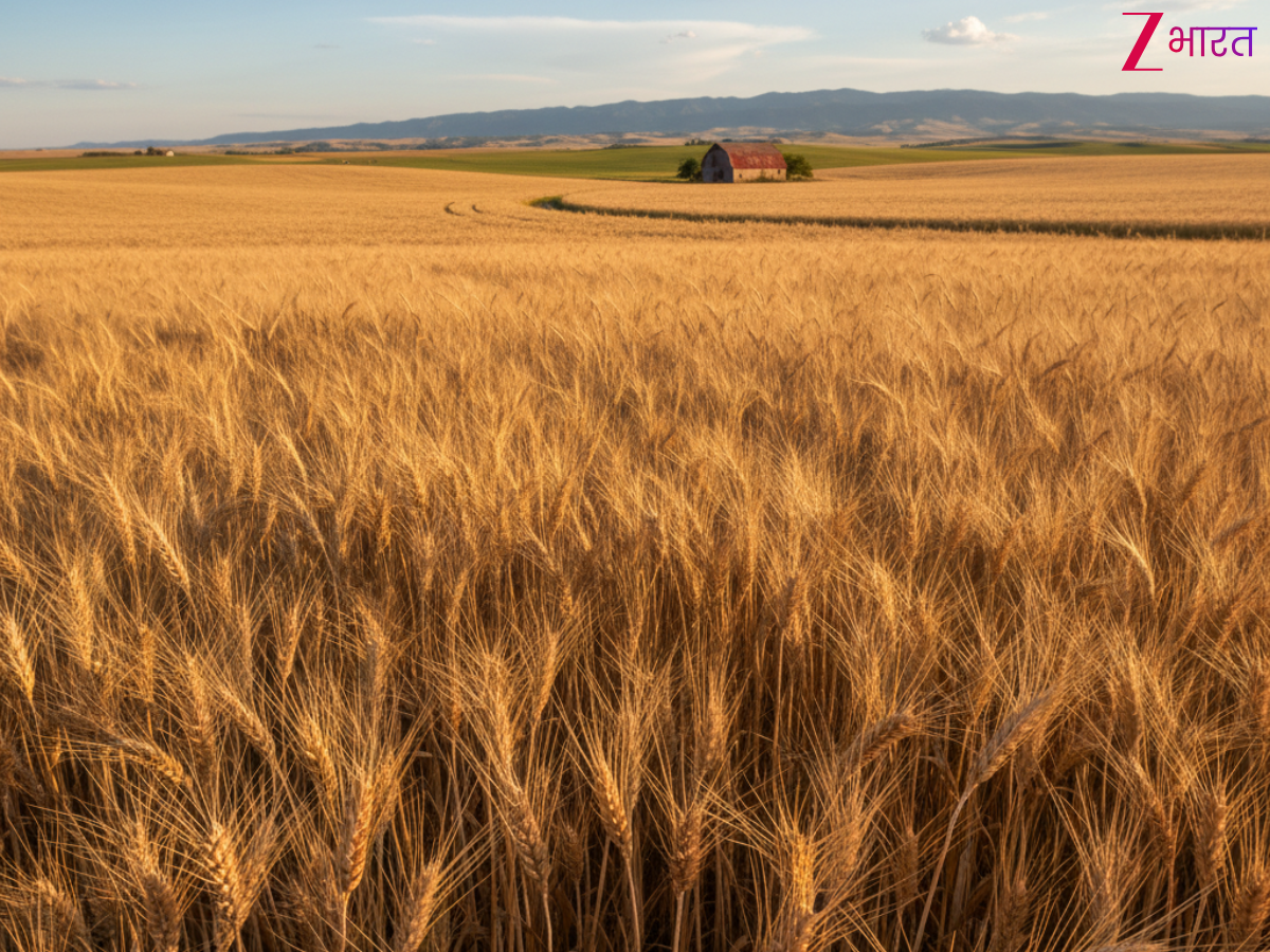 दुनिया के इन देशों में खाया जाता है सबसे ज्यादा गेंहूं, जानें भारत की क्या है रैंक?