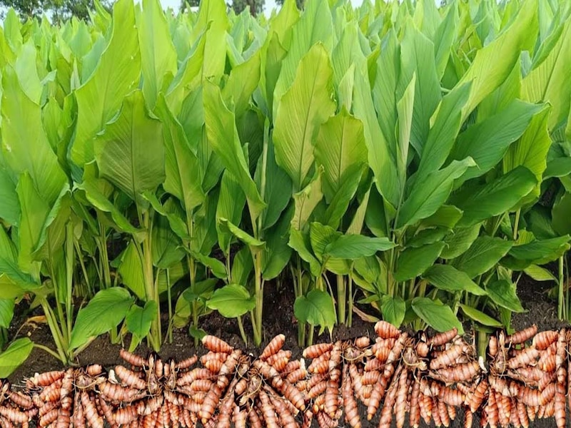 which is the state growing the most turmeric in India global capital of ...