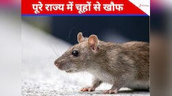 इस राज्‍य में चूहों के आतंक से लोग हुए परेशान, बांस के फूलने की बताई जा रही वजह
