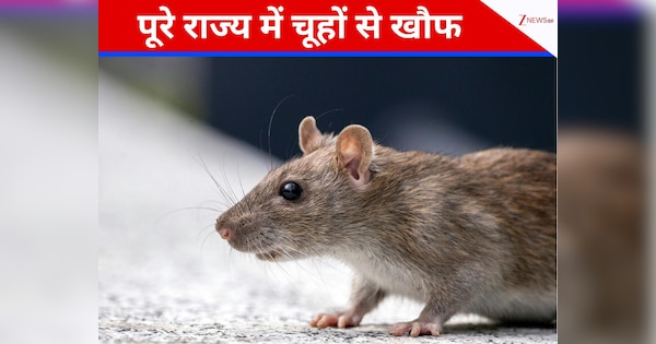 Rat infestation has troubled residents in Mizoram citing bamboo blooms ...