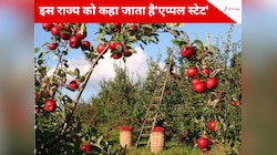 सेब की खेती ने बदल दी इस राज्य की किस्मत! कौन सा है भारत का 'एप्पल स्टेट', जानें...