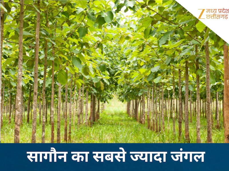 largest teak forest and highest sagwan production in mp teak farming ...