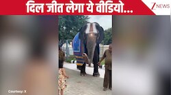 अविश्वसनीय नजारा! हाथी ने प्यार से सूंड उठाकर छोटी बच्ची को दिया आशीर्वाद, दिल जीतने वाला वीडियो इंटरनेट पर वायरल