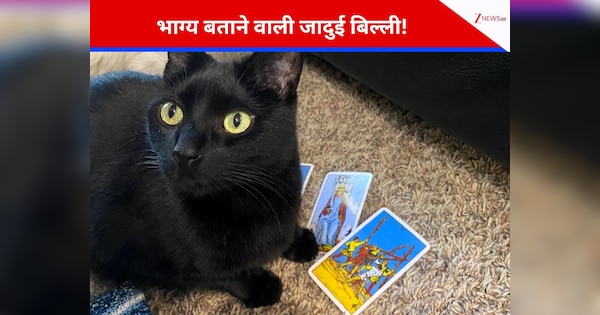 Magical Cat: पंजे से भविष्य बता देती है यह 'नास्त्रेदमस' बिल्ली! कई भविष्यवाणी हो चुकी सच, लोगों की लगी कतार