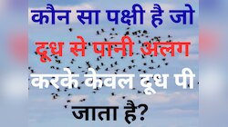 Trending Quiz: आखिर वह कौन सा पक्षी है जो दूध से पानी अलग करके केवल दूध पी जाता है? 