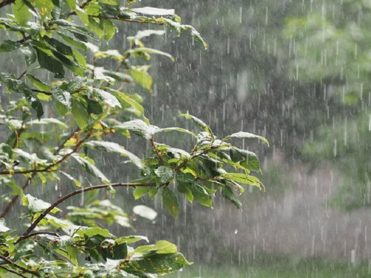 छत्तीसगढ़ में कब और कहां होगी बारिश ( Chhattisagrh mausam samachar)