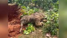 लातेहार में हाथी के बच्चे की रहस्यमयी मौत से सनसनी,वन विभाग की टीम जांच में जुटी