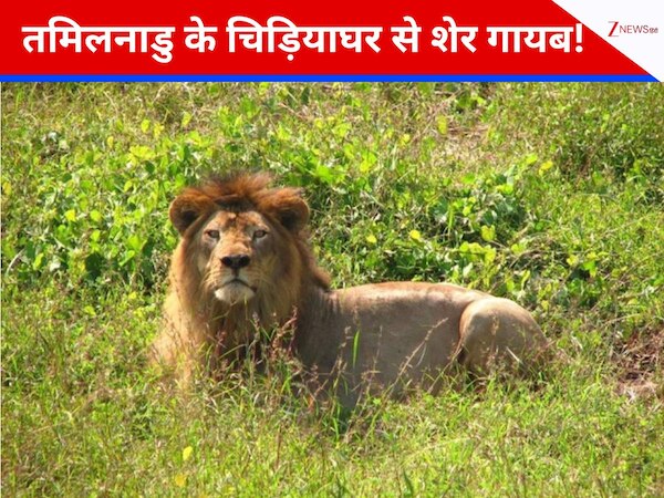 गुजरात से आया शेर तमिलनाडु के चिड़ियाघर से गायब, अफसरों के फूले हाथ-पैर, मचा हड़कंप
