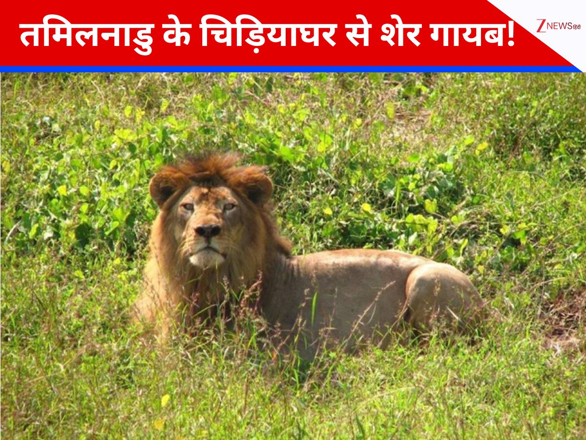 गुजरात से आया शेर तमिलनाडु के चिड़ियाघर से गायब, अफसरों के फूले हाथ-पैर, मचा हड़कंप गुजरात से आया शेर तमिलनाडु के चिड़ियाघर से गायब, अफसरों के फूले हाथ-पैर, मचा हड़कंप