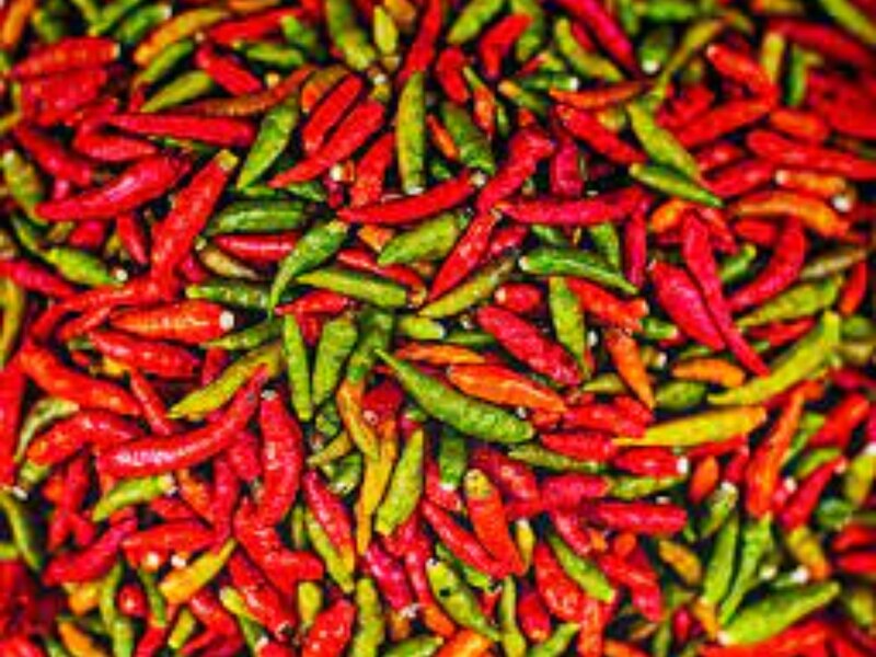गुंटूर की मिर्च क्यों है खास