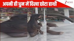 जमीन पर बैठ मजे से सूंड हिलाते दिखा छोटा हाथी, फिर कर डाली कसरत; वीडियो देख चेहरा खिलखिला जाएगा