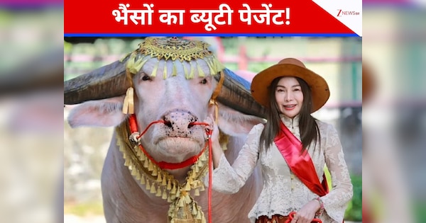 भैंसों का ब्यूटी पेजेंट! थाईलैंट के इस शहर में मनाया जाता है ये अनोखा त्योहार, खींच रहा दुनिया भर का ध्यान