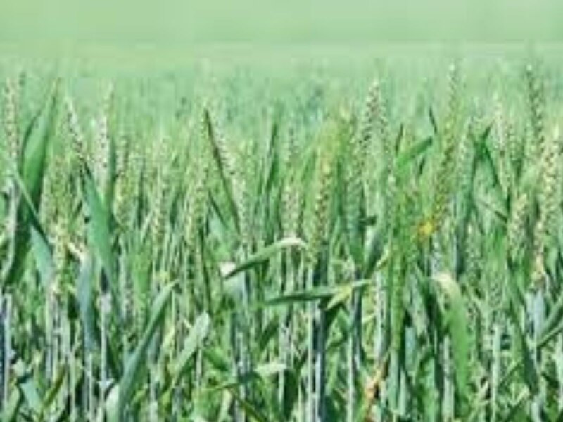  कृषि और दैनिक जीवन पर असर