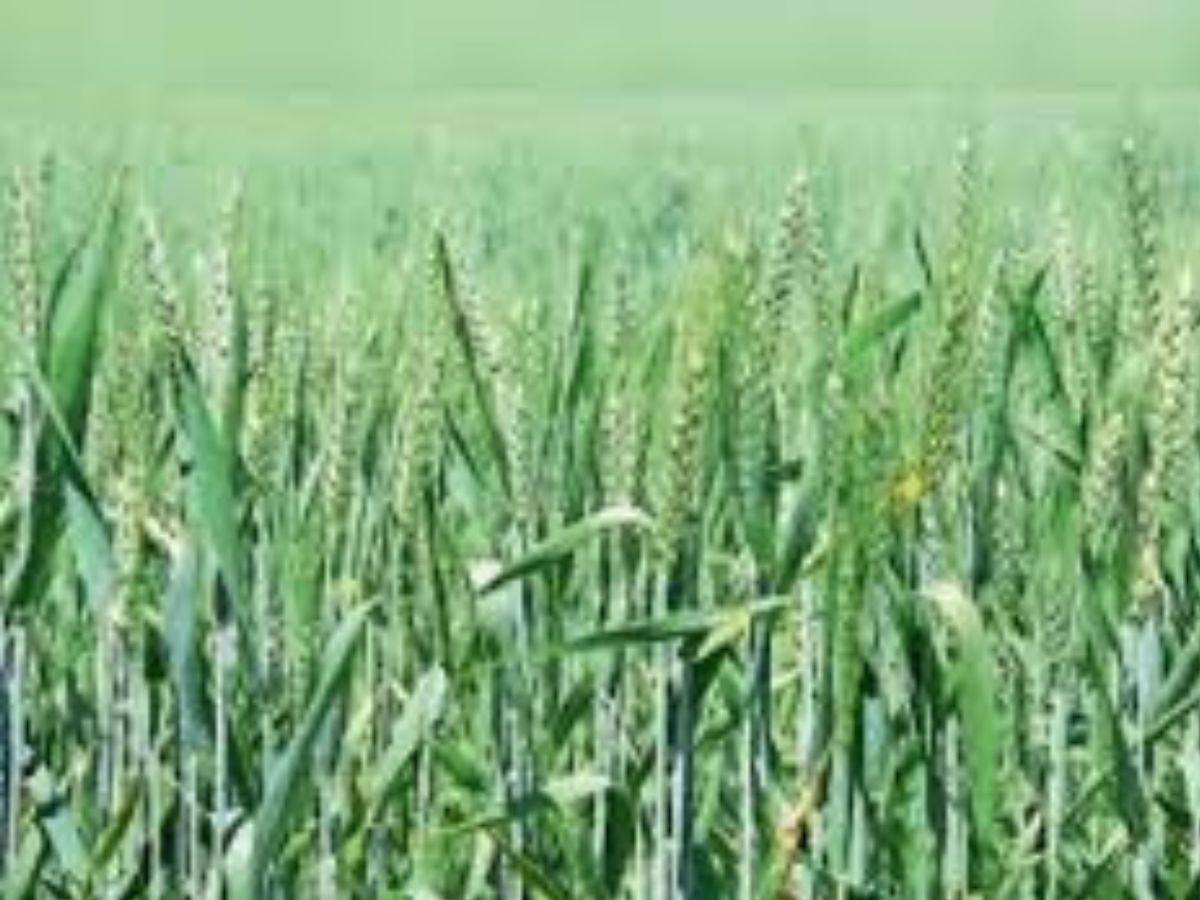 कृषि और दैनिक जीवन पर असर