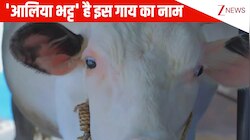 केरल की डेयरी में 'Alia Bhatt' नाम की गाय से मिलीं Priyanka Gandhi, X पर वीडियो शेयर कर लिखा- ये एकदम Cutie Pie है!