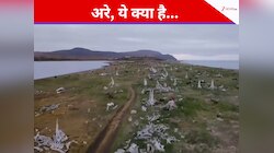 जहां तक निगाहें, वहां तक व्हेल की हड्डियां...रूस में कहां दिखा कंकालों का 'समंदर'?