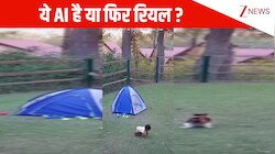दबे पांव आया चीता और जैसे ही बच्चे पर जंप मारने लगा जो हुआ देख हलक में अटक जाएगी जान, लोग बोले- पूरा AI है!